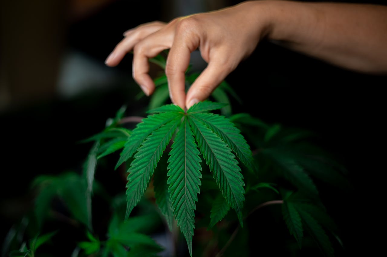 Services Close-up of a hand gently holding a cannabis leaf, emphasizing its lush green texture and detail.