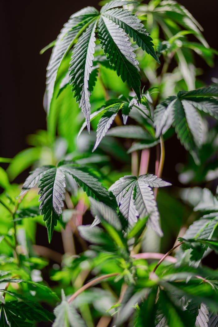 Services Close-up of vibrant cannabis plants highlighting their lush green leaves.