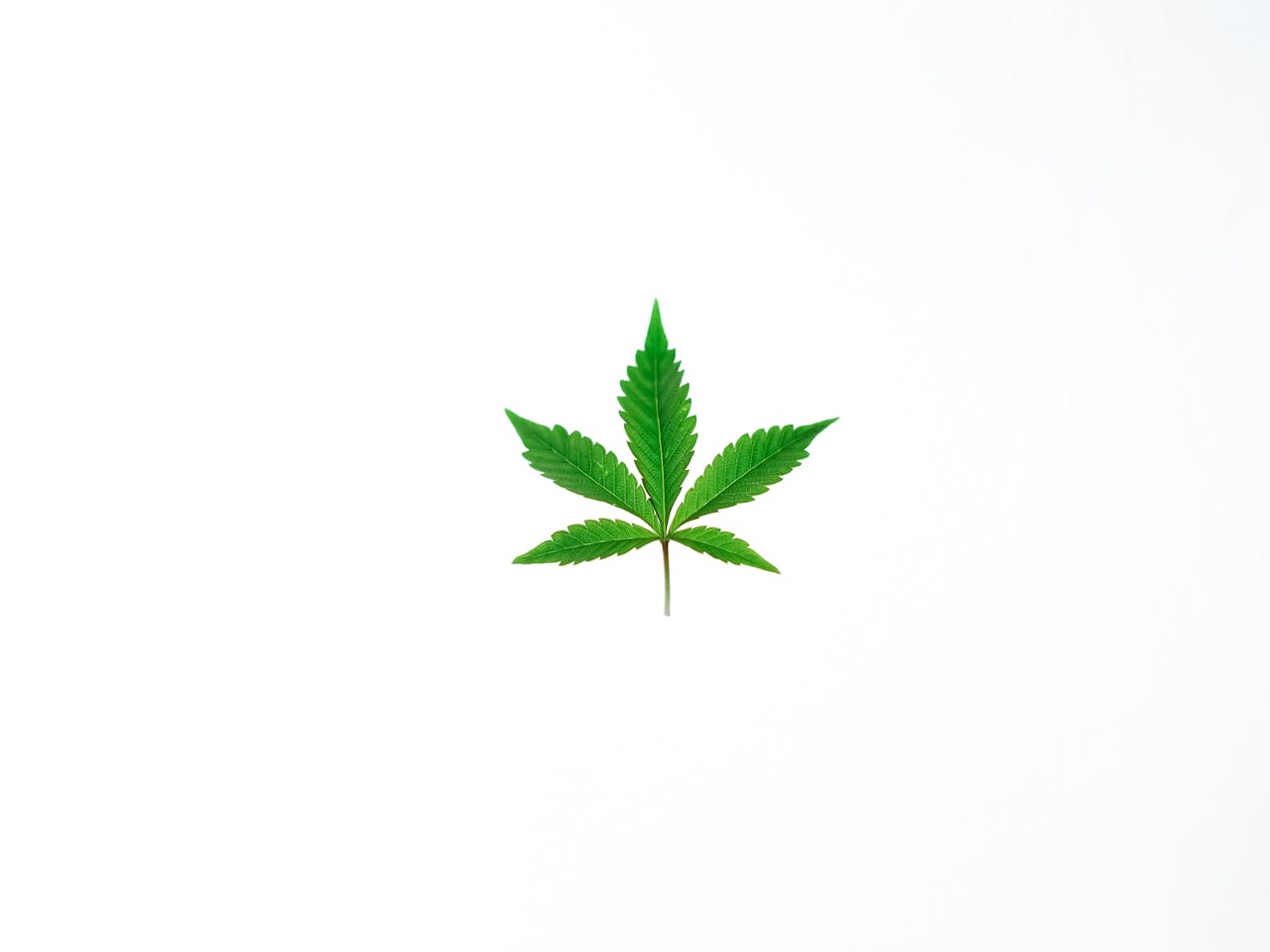 A single green cannabis leaf isolated on a clean white background.